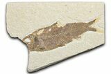 Bargain, Fossil Fish (Knightia) - Wyoming #346015-1